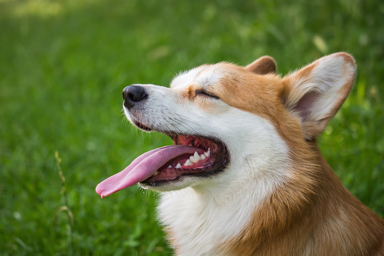 Yawning dog on a green meadow